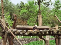 -都江堰中华大熊猫苑