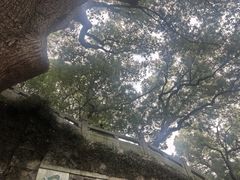 -定胜糕小店-蒋顺发