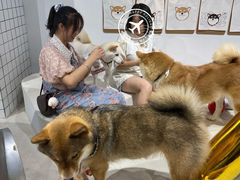 -柴务处·柴犬主题狗咖
