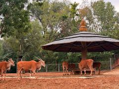 -石家庄市动物园