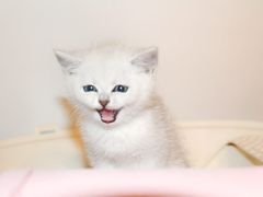 -喵zoo家庭繁育猫舍(尖东智能花园店)