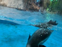 -帝企鹅自助餐厅•儿童岛•真企鹅(长隆企鹅酒店)