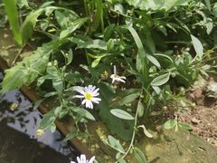 -南汇老顾农家乐采摘大团水蜜桃采摘店