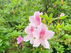 -广州市石门国家森林公园
