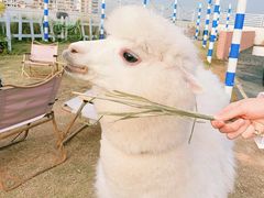 -Blue Concept Cafe&Farm·關於藍