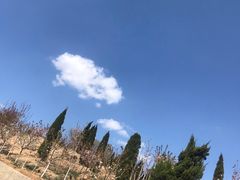 -樱花山风景区