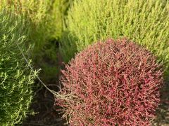 -春花秋色城市公园