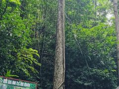 -西双版纳原始森林公园