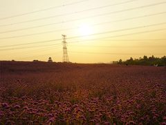 -紫颐香薰山谷景区