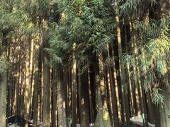 -武陵山森林公园