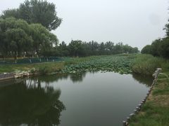 -大兴滨河森林公园