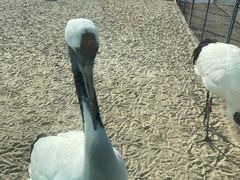-盐城丹顶鹤湿地生态旅游区