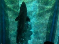 -暹罗海洋世界