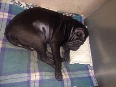 北京康乐宝动物医院-康乐宝动物医院