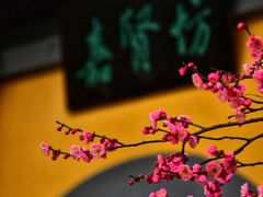 -红梅公园