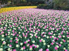 -上海鲜花港