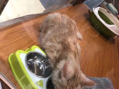 -龟与熊猫宠物公园(南坪店)