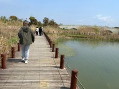 -西京湾花海