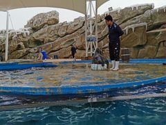 -芜湖新华联大白鲸海洋公园