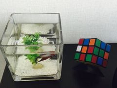 桔子酒店精选(天津东亚店)-桔子酒店(天津五大道店)