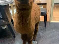 -猫色咖啡·猫咖