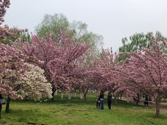 -莲花池公园