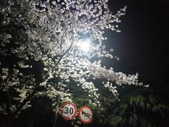 -武汉大学-樱园