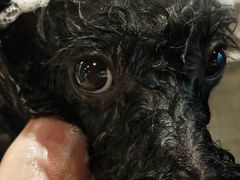 -PETKIT 小佩宠物·低压洗护·美容·寄养(安远店)