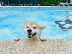 -汪说喵讲宠物乐园宠物酒店(红星美凯龙店)