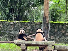 -都江堰中华大熊猫苑