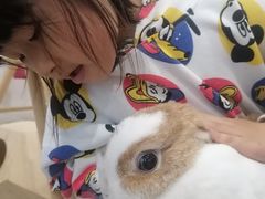-楼上猫咖(罗湖店)