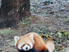 -合肥野生动物园