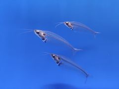 -上海海洋水族馆