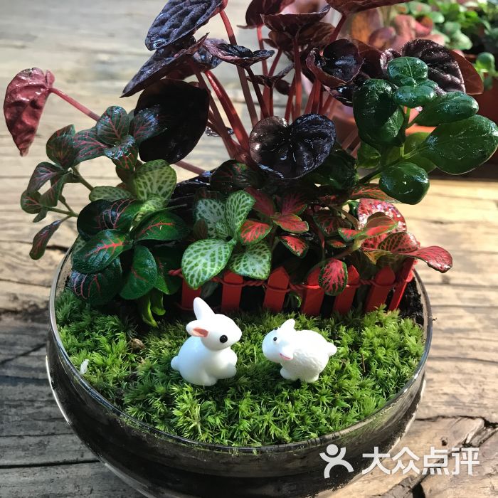 小浣熊的花花草草(莱太花卉店)图片 - 第2张