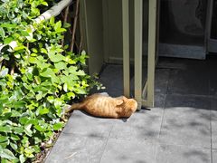 -九鼎轩脆毛肚火锅(商业街店)