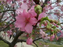 -天适樱花悠乐园