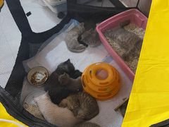 -我爱猫咪·猫咖·狗咖·安哥拉兔·羊驼咖(小寨华旗店)