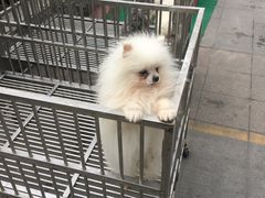 -老王记糕干(养鱼池路店)