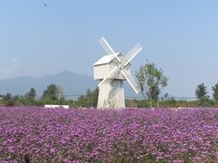 -北京东方普罗旺斯薰衣草庄园