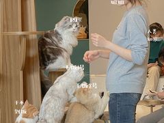 -飞行喵MR PILOT|猫舍·猫咖(静安大融城店)