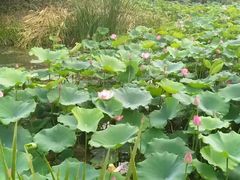 -洛阳市隋唐城遗址植物园