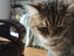 -天使宠物医院·犬猫分诊(彩虹店)