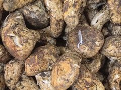 -双喜农庄·菌香园(安居家园店)