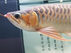 -稍可轩博物馆餐厅
