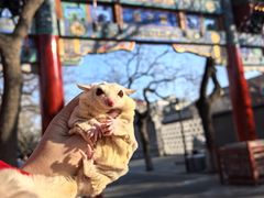 -北京国子监胡同