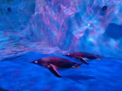 -芜湖新华联大白鲸海洋公园