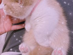 -momokira米努特·德文卷毛猫·棉花面纱犬