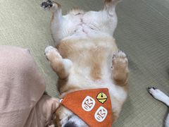 -逗柴咖啡屋·狗咖猫咖宠物桌游