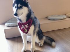 -Husky Go! 哈士奇体验馆·宠物咖啡厅狗咖