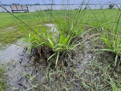 -漕湖湿地公园